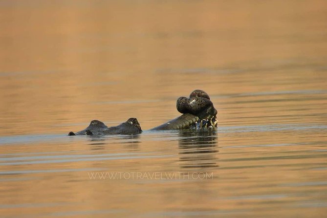 Chambal River Safari - The Chambal experience at a glance