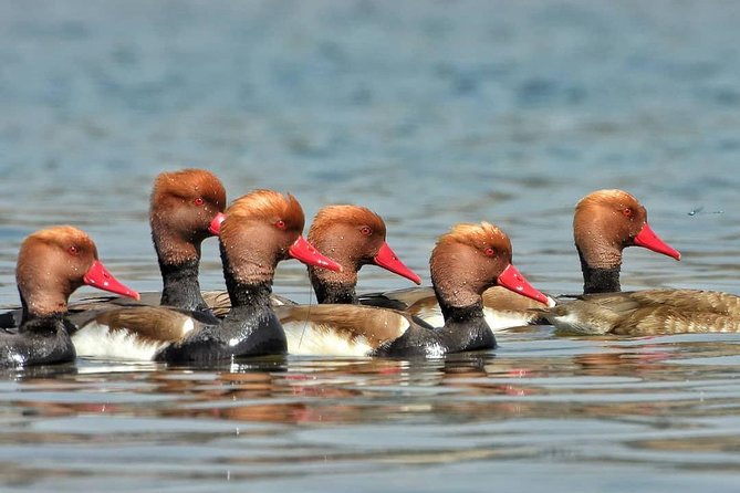 Chambal River Safari - Why the Chambal River is worth your time