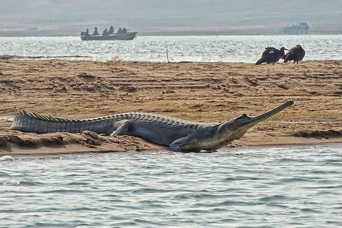 Chambal River Safari - Two hours on the river by motorboat