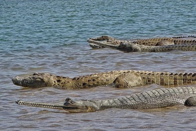 Chambal River Safari - Who should book this river safari?