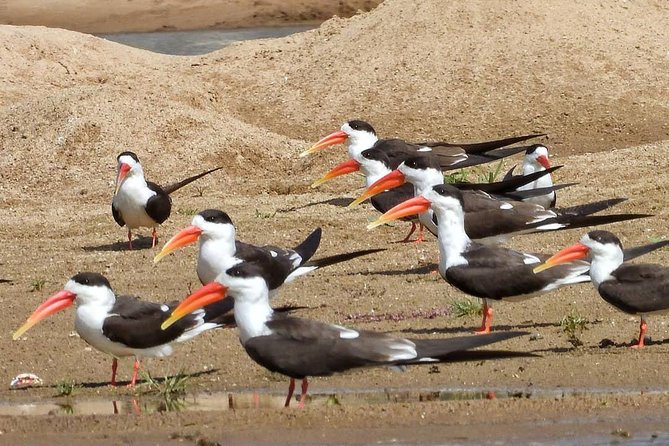 Chambal River Safari - Leaving Agra for the National Chambal Wildlife Sanctuary