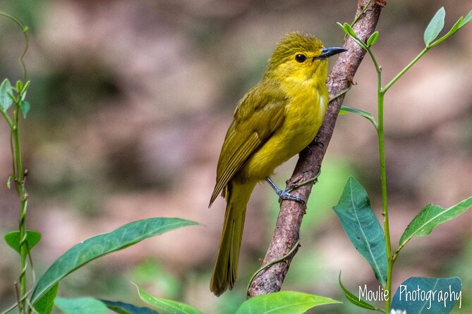 Chennai, Guided Birding And Birding Photo Trip With Spot Scope, 2 to 3 Hours - Key points before you book