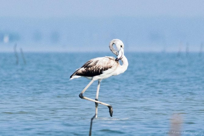 Chennai, Guided Birding And Birding Photo Trip With Spot Scope, 2 to 3 Hours - Why this Chennai birding trip is different