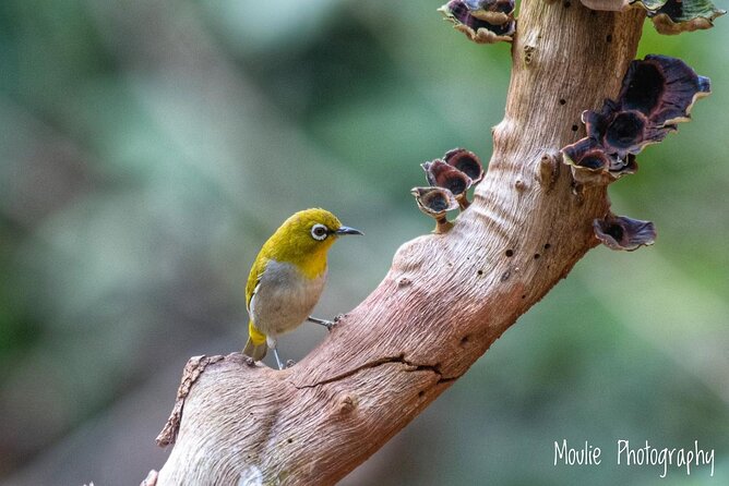 Chennai, Guided Birding And Birding Photo Trip With Spot Scope, 2 to 3 Hours - What the spotting scope adds