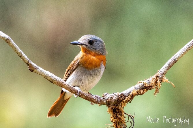 Chennai, Guided Birding And Birding Photo Trip With Spot Scope, 2 to 3 Hours - Air-conditioned transport in Chennai
