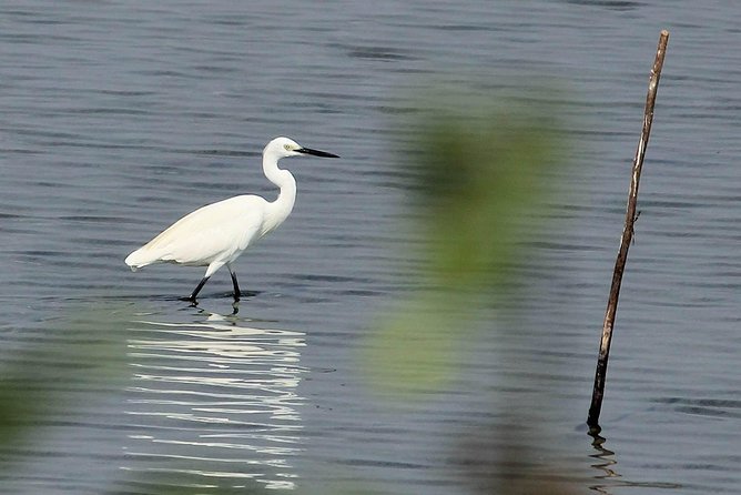 Chennai, Guided Birding And Birding Photo Trip With Spot Scope, 2 to 3 Hours - Is $68.09 per person good value?