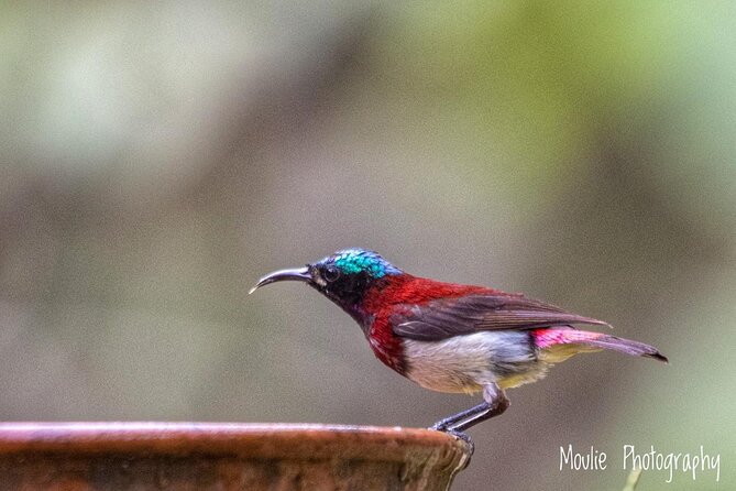 Chennai, Guided Birding And Birding Photo Trip With Spot Scope, 2 to 3 Hours - Who will enjoy this experience most?