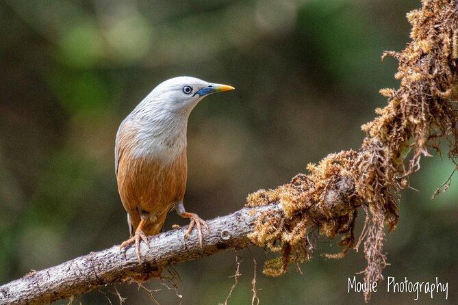 Chennai, Guided Birding And Birding Photo Trip With Spot Scope, 2 to 3 Hours - Practical timing and weather advice