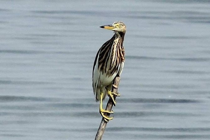 Chennai, Guided Birding And Birding Photo Trip With Spot Scope, 2 to 3 Hours - Learning to identify birds by sound