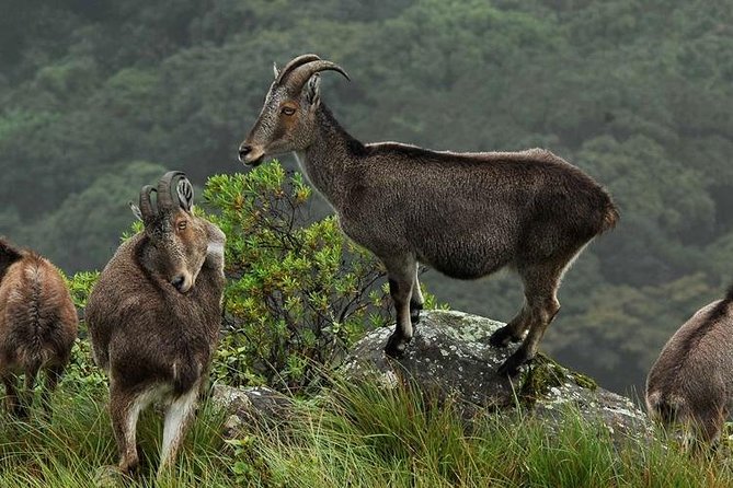 Chinnar wild valley experience day tour ( By Munnar Info) - A long day from Munnar into the dry forest