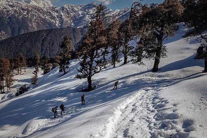 Chopta Trek - Day 2: The forest path to Deoria Tal