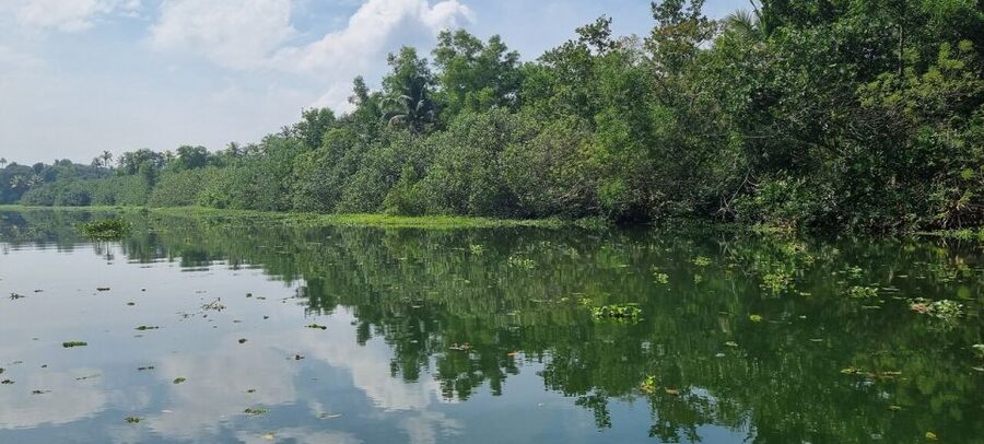 Cochin: Backwater Village Eco Boat Cruise with Lunch - Timing, pickup, and small practical details