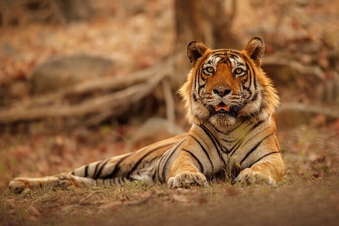 Day Trip from Jaipur to Ranthambore Safari - Key points before you book