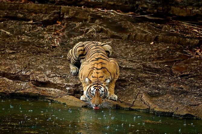 Day Trip from Jaipur to Ranthambore Safari - The morning pickup from Jaipur