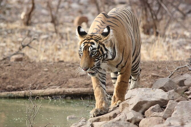 Day Trip from Jaipur to Ranthambore Safari - What the $106.67 price really covers