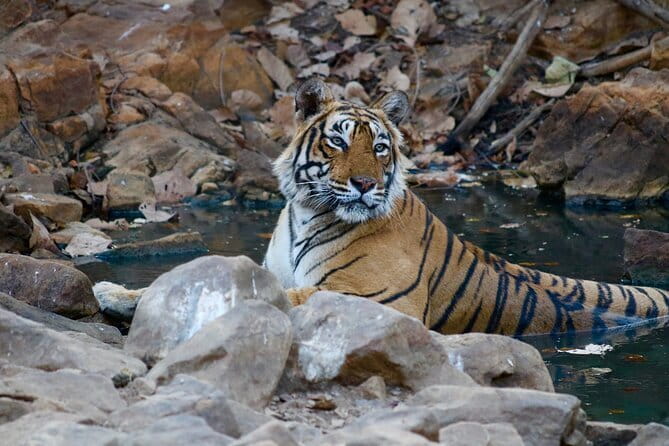 Day Trip from Jaipur to Ranthambore Safari - The road to Ranthambore