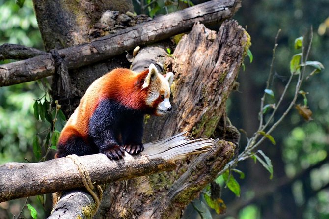 Day_Trippers (Darjeeling Full Day Tour). - Tiger Hill Before Dawn