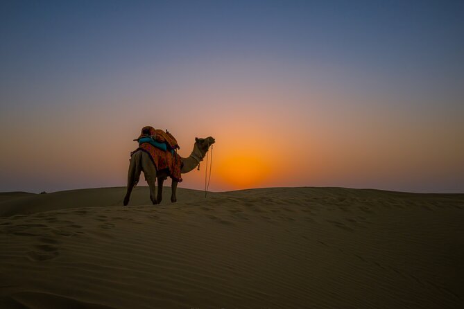 Dazzling Half Day Tour of Camel & Desert Safari with Sunset - Service from Marvin Camel Safari and Day Tours