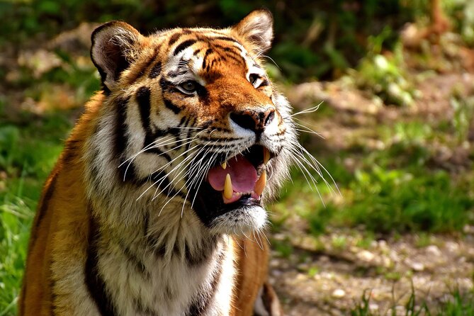 Delhi, Agra, Jaipur & Ranthambhore Tiger Safari 5-Day Tour - Key details to know before booking