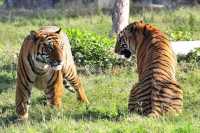 Delhi, Agra, Jaipur & Ranthambhore Tiger Safari 5-Day Tour