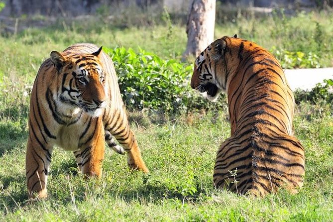 Delhi, Agra, Jaipur & Ranthambhore Tiger Safari 5-Day Tour - Day 2: A sunrise Taj Mahal visit and Agra Fort