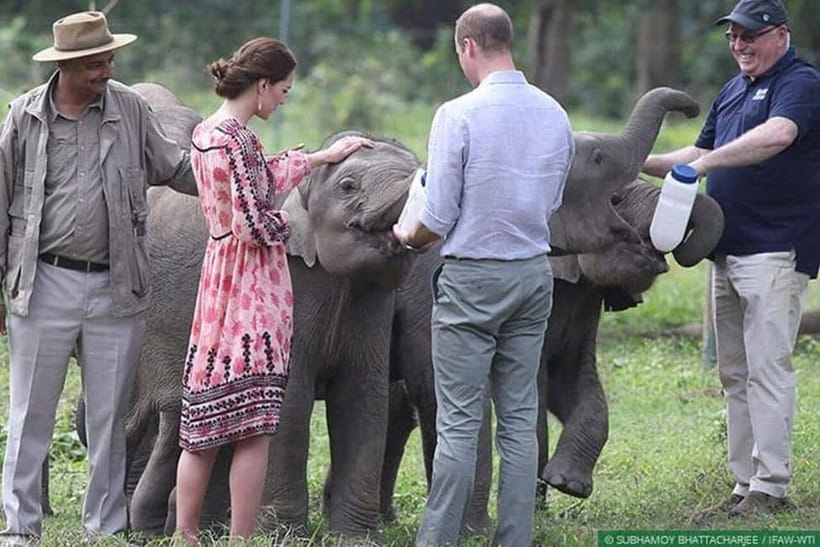 Delhi: Sunrise Taj Mahal & Elephant SOS Tour with Transfers - Spending two hours with rescued elephants