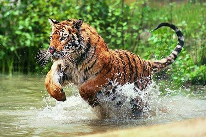 Delhi to Ranthambore Daily Tiger Safari Tour - Key points to know before booking