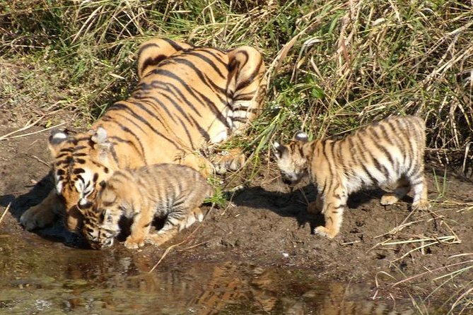 Delhi to Ranthambore Daily Tiger Safari Tour - Day 1: Delhi roads, Sawai Madhopur, and the fort