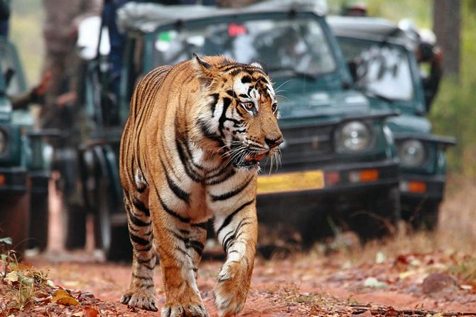 Delhi to Ranthambore Daily Tiger Safari Tour - Practical details before you commit