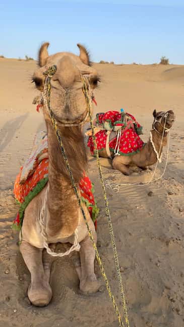 Desert Rose Jaisalmer: Luxury Tent In Thar Desert - How Much Comfort Does $80 Buy?