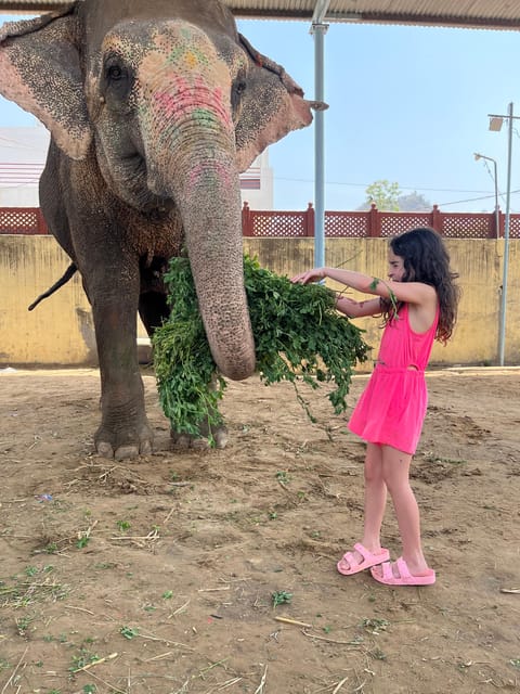 Elefun Best Elephant Sanctuary in Jaipur - Who will enjoy Elefun most?