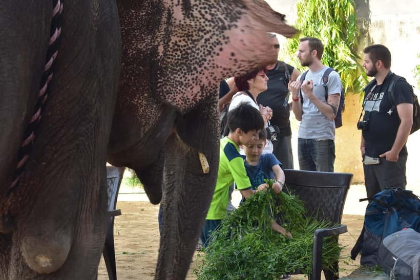 Elefun Best Elephant Sanctuary in Jaipur - Meeting Elefun’s rescued elephants near Jaipur