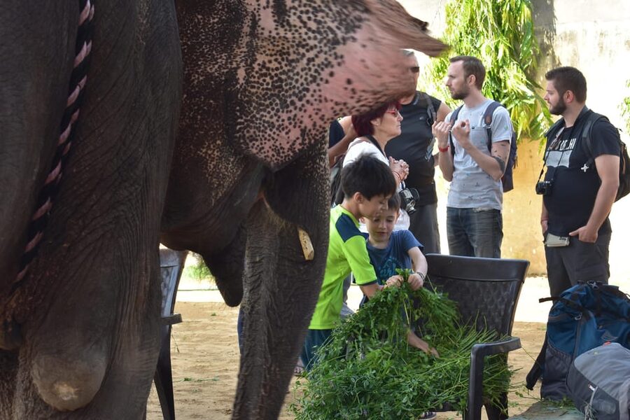 Elefun Best Elephant Sanctuary in Jaipur - Walking beside the elephant, not riding