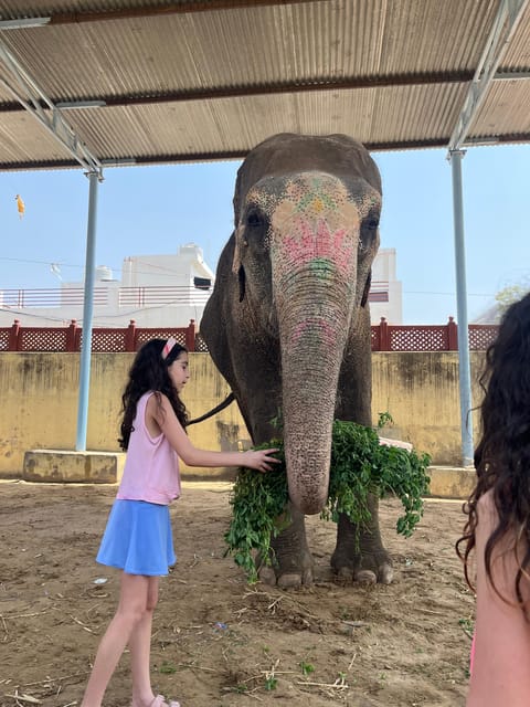 Elefun Best Elephant Sanctuary in Jaipur - Is $60 a fair price in Jaipur?