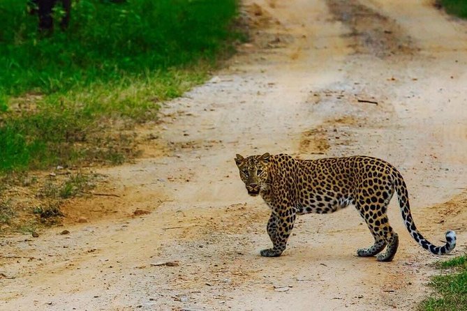 Exclusive Safari at Jhalana Leopard Park Including Transfers - Key points before you book