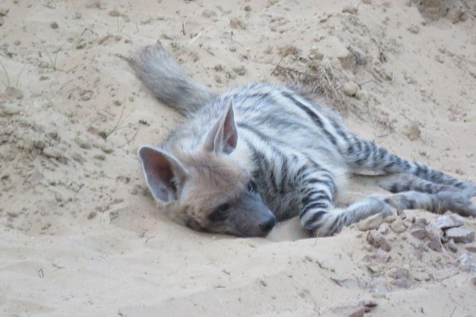 Exclusive Safari at Jhalana Leopard Park Including Transfers - Leaving Jaipur for Jhalana Leopard Park