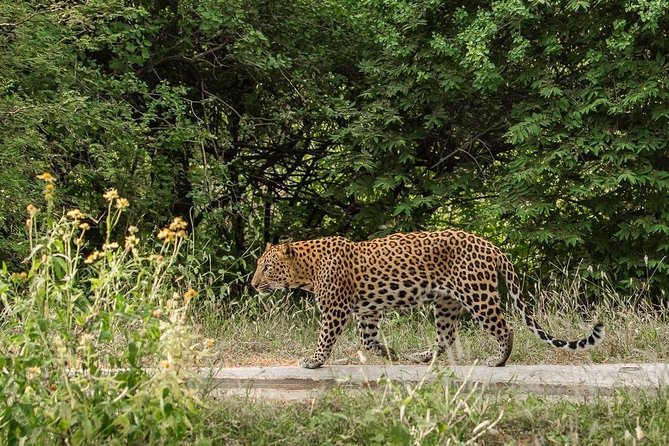 Exclusive Safari at Jhalana Leopard Park Including Transfers - The guide, radio calls, and the hunt for sightings