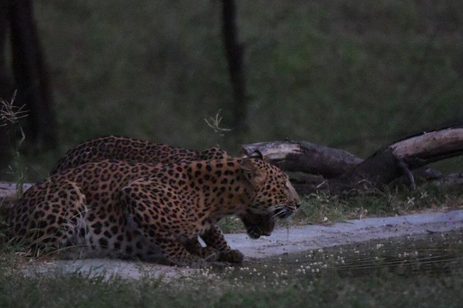 Exclusive Safari at Jhalana Leopard Park Including Transfers - Is $162 per person good value?
