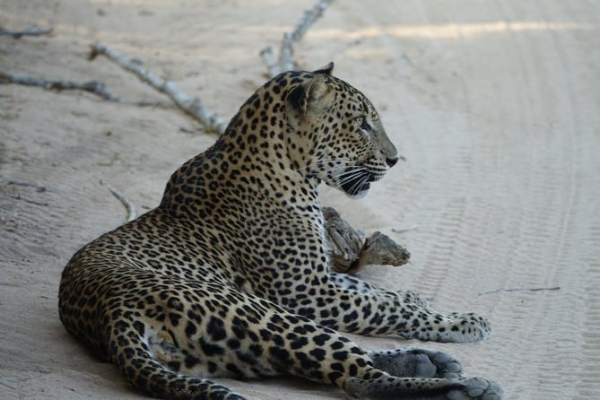 Exclusive Safari at Jhalana Leopard Park Including Transfers - Morning or afternoon: which departure suits you?
