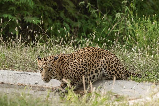 Exclusive Safari at Jhalana Leopard Park Including Transfers - Two zones and one main goal: finding a leopard