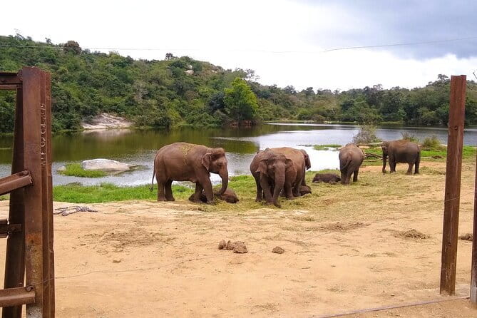 Explore Bangalore’s Wild Side – An Exclusive Bannerghatta Safari! - Why Bannerghatta works for a short Bangalore visit