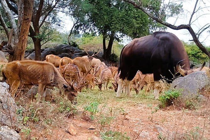 Explore Bangalore’s Wild Side – An Exclusive Bannerghatta Safari! - Safari time: lions, tigers, elephants, and more