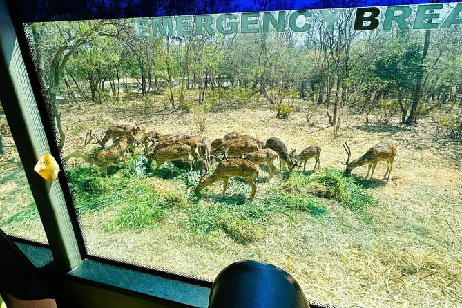 Explore Bangalore’s Wild Side – An Exclusive Bannerghatta Safari! - Buffet lunch and a useful midday break
