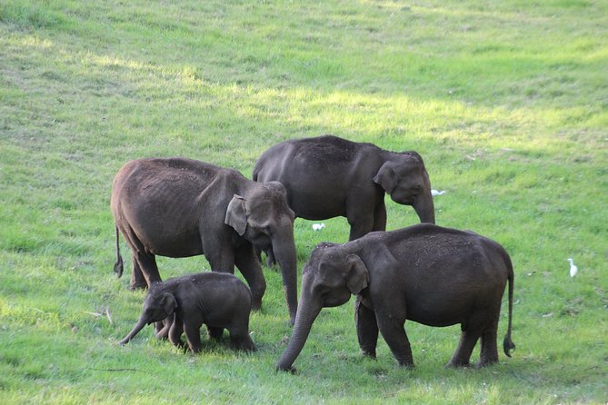 Explore Munnar Day Trip From Cochin ( By Munnar Info) - Why this Kochi to Munnar day trip works