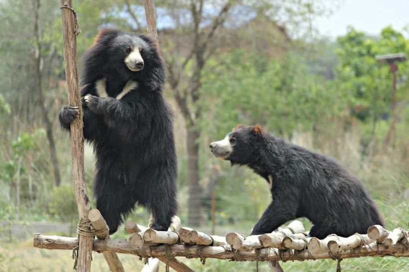 From Agra: SOS Elephant Conservation & Bear Rescue Day Trip - Why this is worth adding to an Agra visit