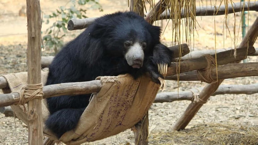 From Agra: SOS Elephant Conservation & Bear Rescue Day Trip - Who should book this day trip?