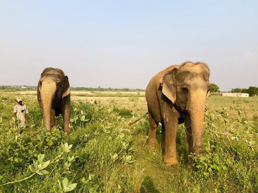 From Agra: Visit to Wildlife SOS Elephant Conservation Trip - Why Wildlife SOS makes sense after Agra’s monuments