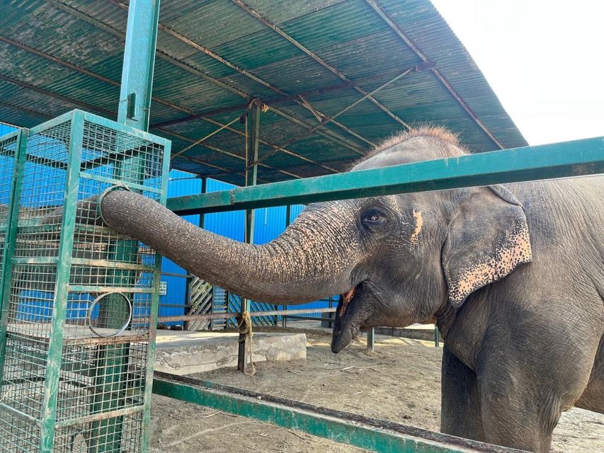 From Agra: Visit to Wildlife SOS Elephant Conservation Trip - Arriving at the Elephant Conservation and Care Center