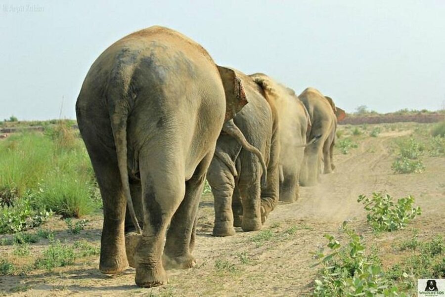 From Agra: Visit to Wildlife SOS Elephant Conservation Trip - Transport, timing, and the small practical details
