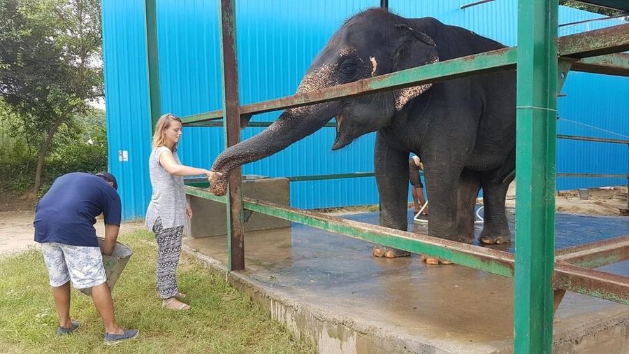 From Agra: Visit to Wildlife SOS Elephant Conservation Trip - Who will enjoy this most